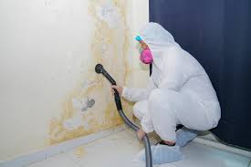 Mold Odor Removal Services in Thoreau, NM